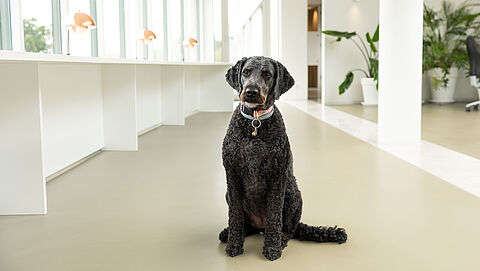 Portret van blindengeleidehond